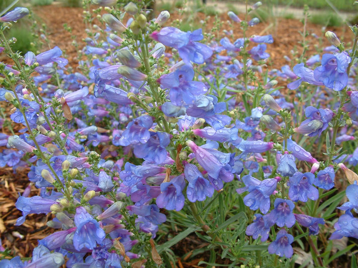 Penstemon Heterophyllus Flower Seeds for Planting – 100 pcs, Heirloom, Non-GMO, High Germination