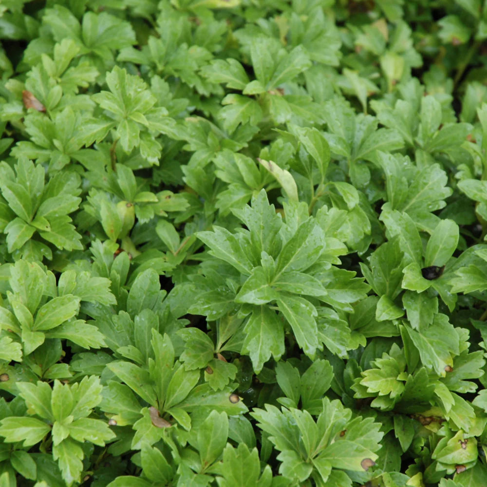 Pachysandra Plantefrø til udplantning 100 stk