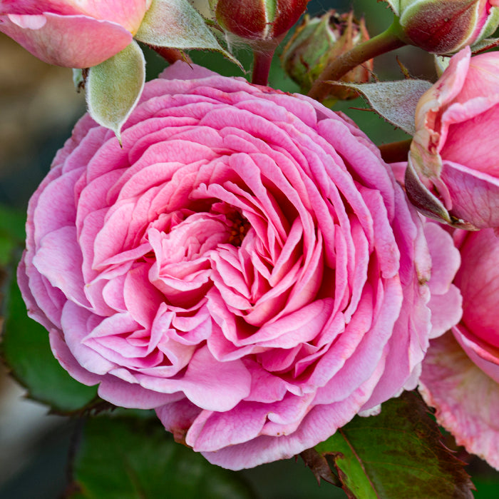 Heirloom Rose Bonsai Flower Seeds for Planting – Non-GMO Garden Seeds for Mini Blooms, High Germination