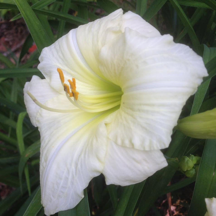 Heirloom Hemerocallis Lady Elizabeth Flower Seeds for Planting – Non-GMO Garden Blooms