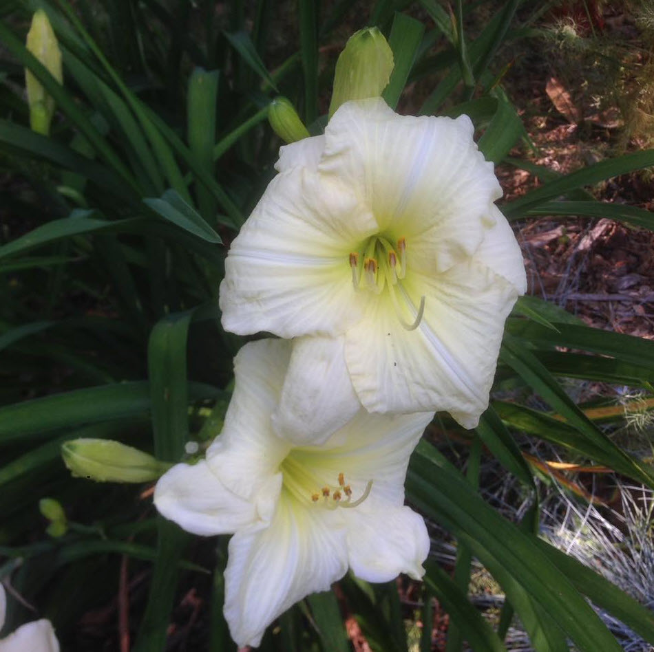 Heirloom Hemerocallis Lady Elizabeth Flower Seeds for Planting – Non-GMO Garden Blooms