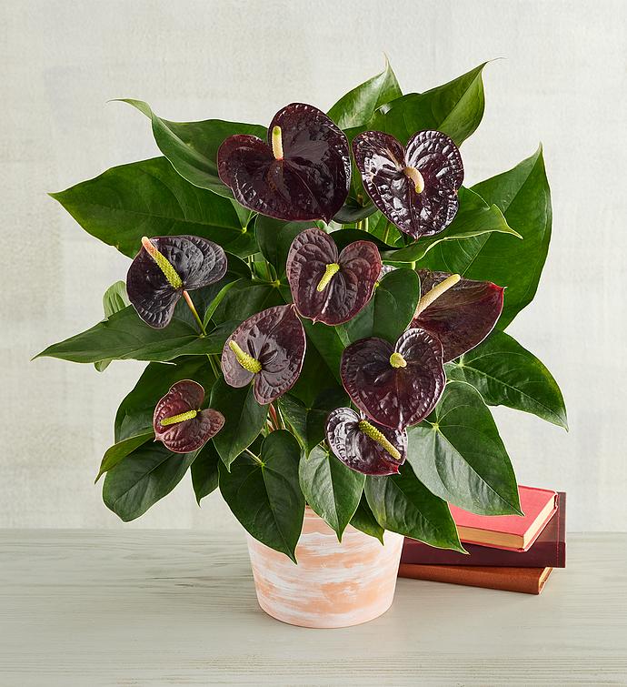 Anthurium Mørkebrune Blomsterfrø til Plantning 100 stk