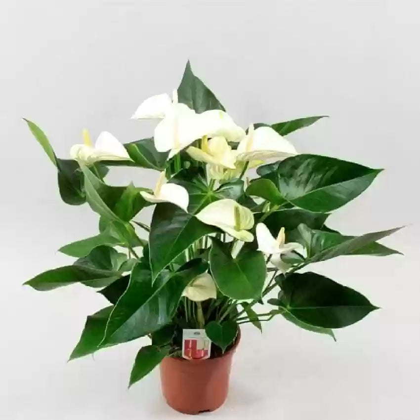 Anthurium Andraeanu White Flower Seeds for Planting 100 pcs