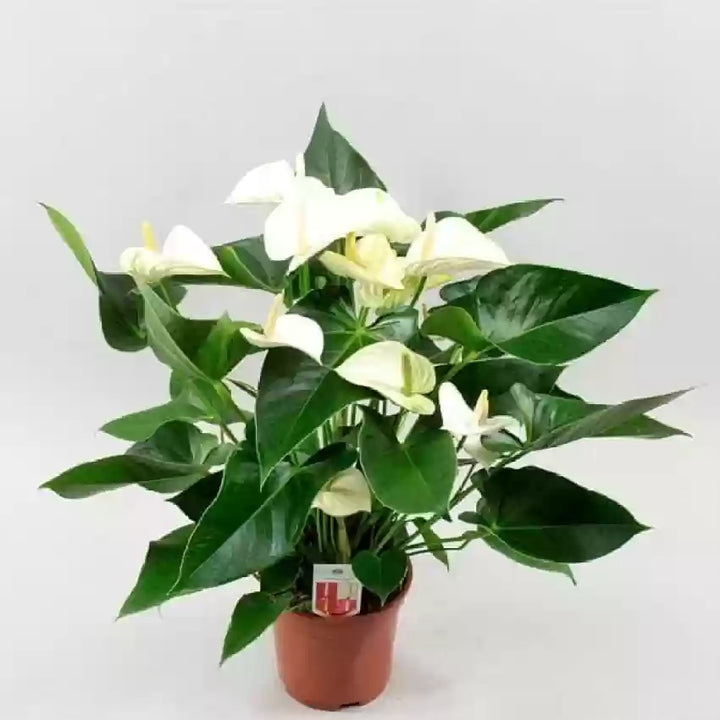 Anthurium Andraeanu Hvide Blomsterfrø til Plantning 100 stk