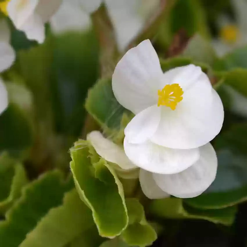 Begonia White Flower Seeds for Planting - 100 pcs