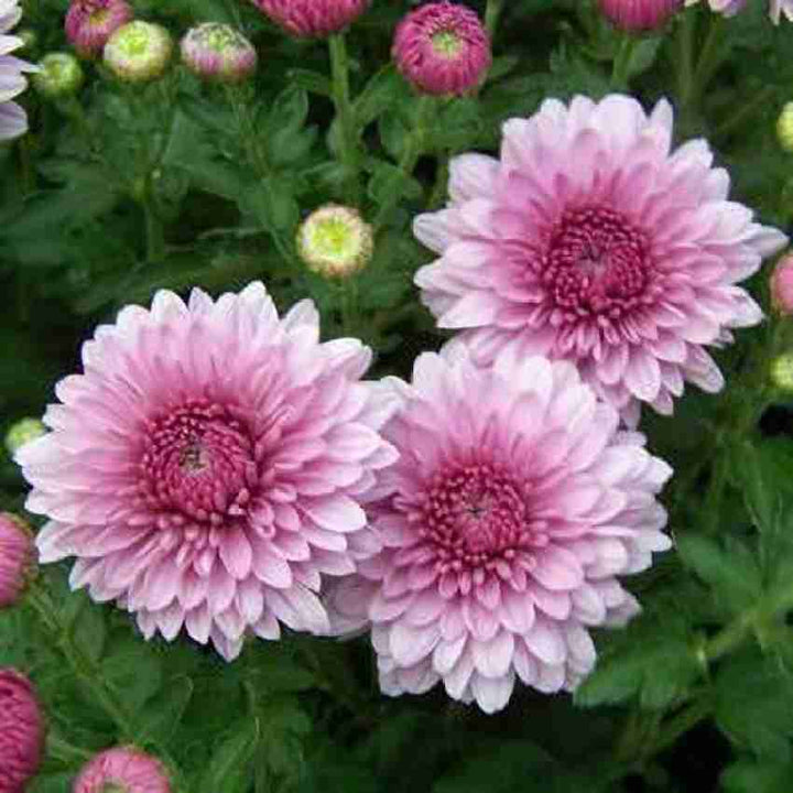 Organic Heirloom Crucianella Flower Seeds for Planting – Pink Variety, Non-GMO, High Germination Garden Seeds