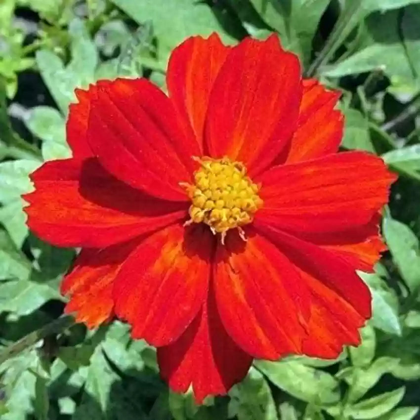 Cosmos Red Flower Seeds for Planting - 100 pcs