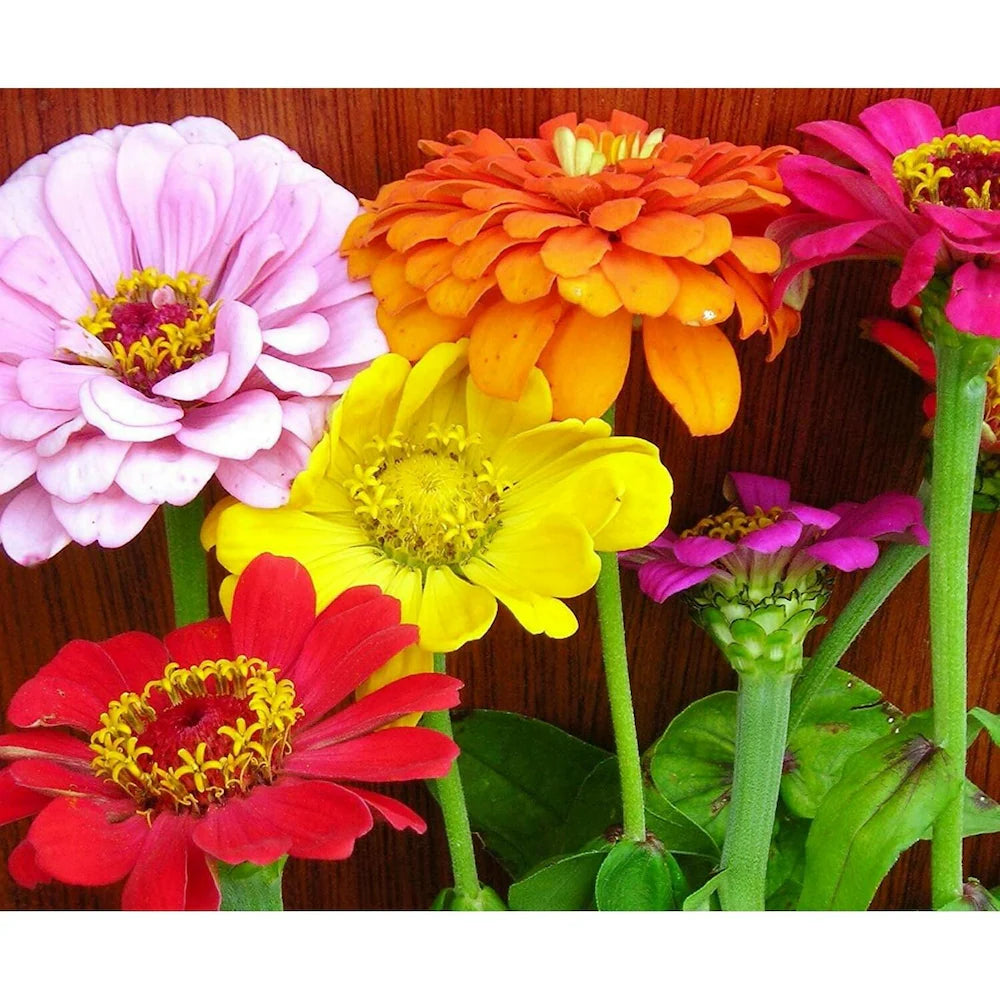 Multi-Color Zinnia Flower Seeds for Planting 100 pcs