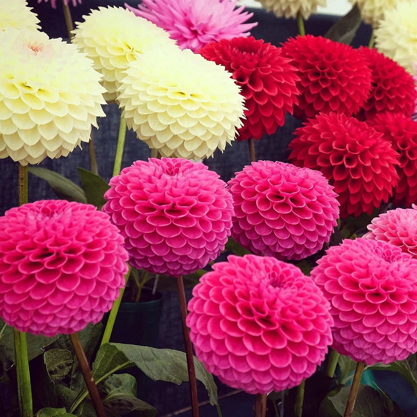 Mixed Pompon Dahlia Flower Seeds for Planting – Heirloom and  Non-GMO garden seeds