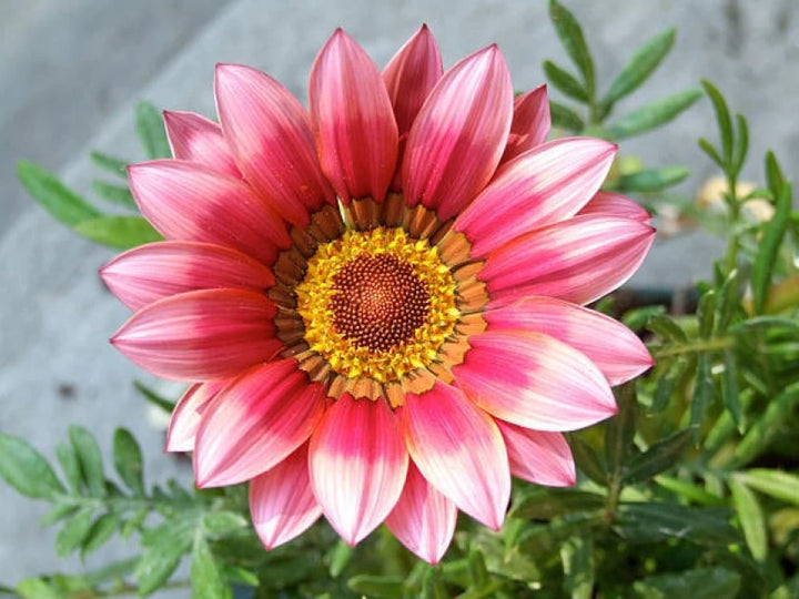 Gazania Pink Flower Seeds for Planting - 100 pcs