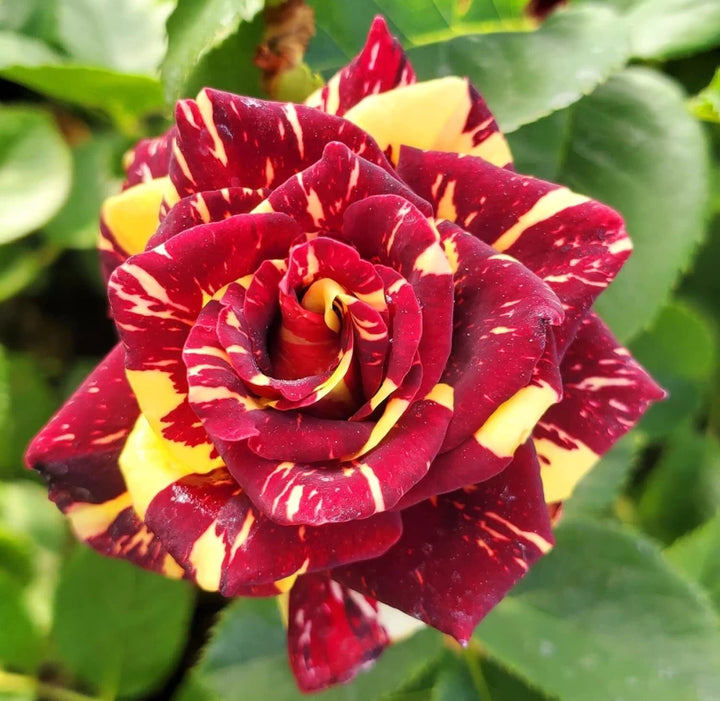 Rose Flower Seeds for Planting Yellow Red 100 pcs