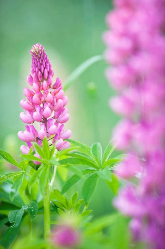 Pink Lupine Flower Seeds for Planting, 100 pcs