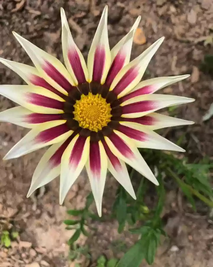 Friske Gazania blomsterfrø til udplantning, Pink Gul 100 stk