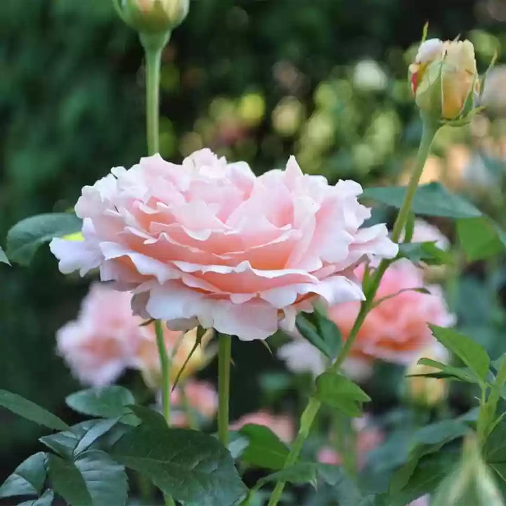 Friske rosenblomstfrø til udplantning, Baby Pink 100 stk