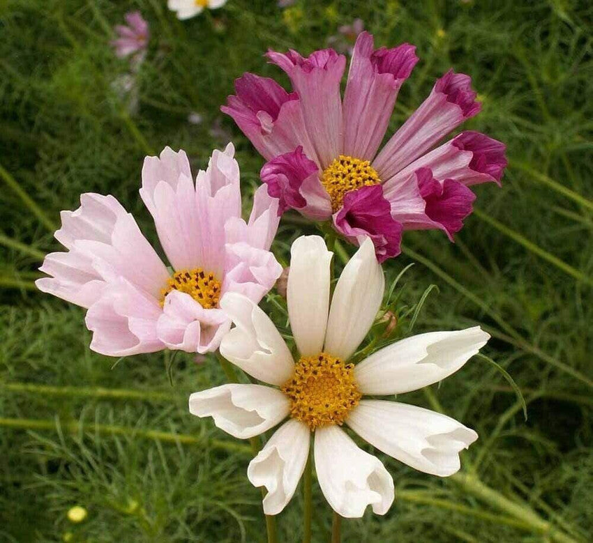 cosmos cosmos flower seeds