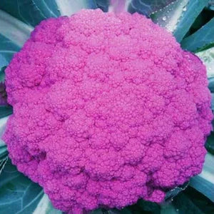 Pink Broccoli Seeds for Planting – Heirloom, Non-GMO Vegetable Seeds for Home Garden & Organic Growing