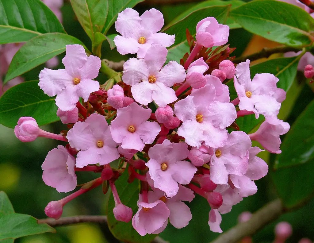 pink luculia flower seeds