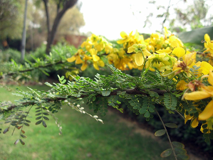 Cassia Biflora Flower Seeds – Heirloom, Non-GMO, High Germination Bright Organic Garden Seeds for Planting