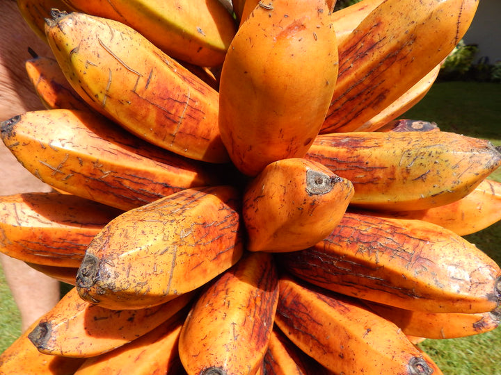 Banana Fruit Seeds for Planting - Orange Variety for High-Yield Gardens