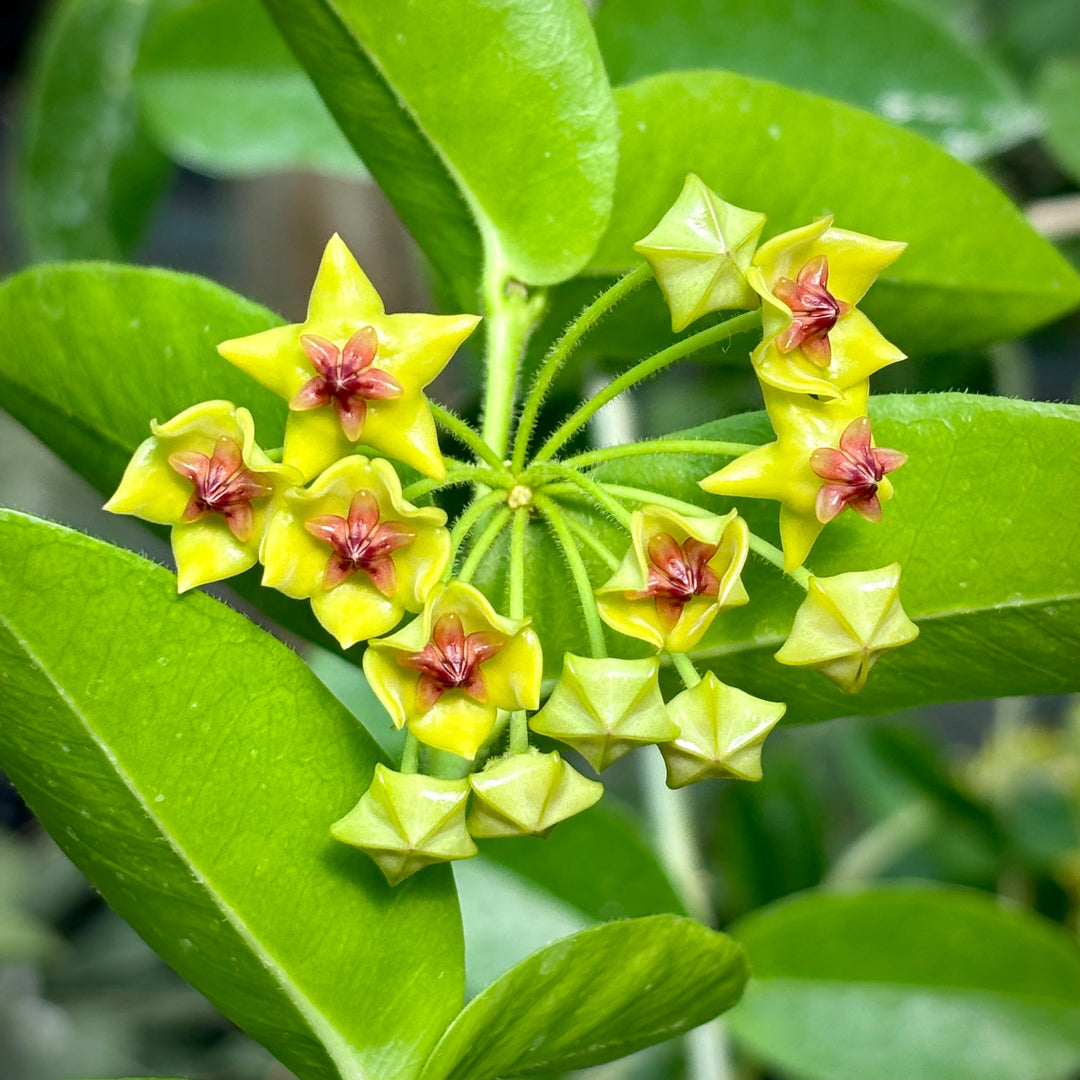 hoya flower seeds Hoya Carnosa Flower Seeds – Heirloom Non-GMO Seeds for Garden Planting