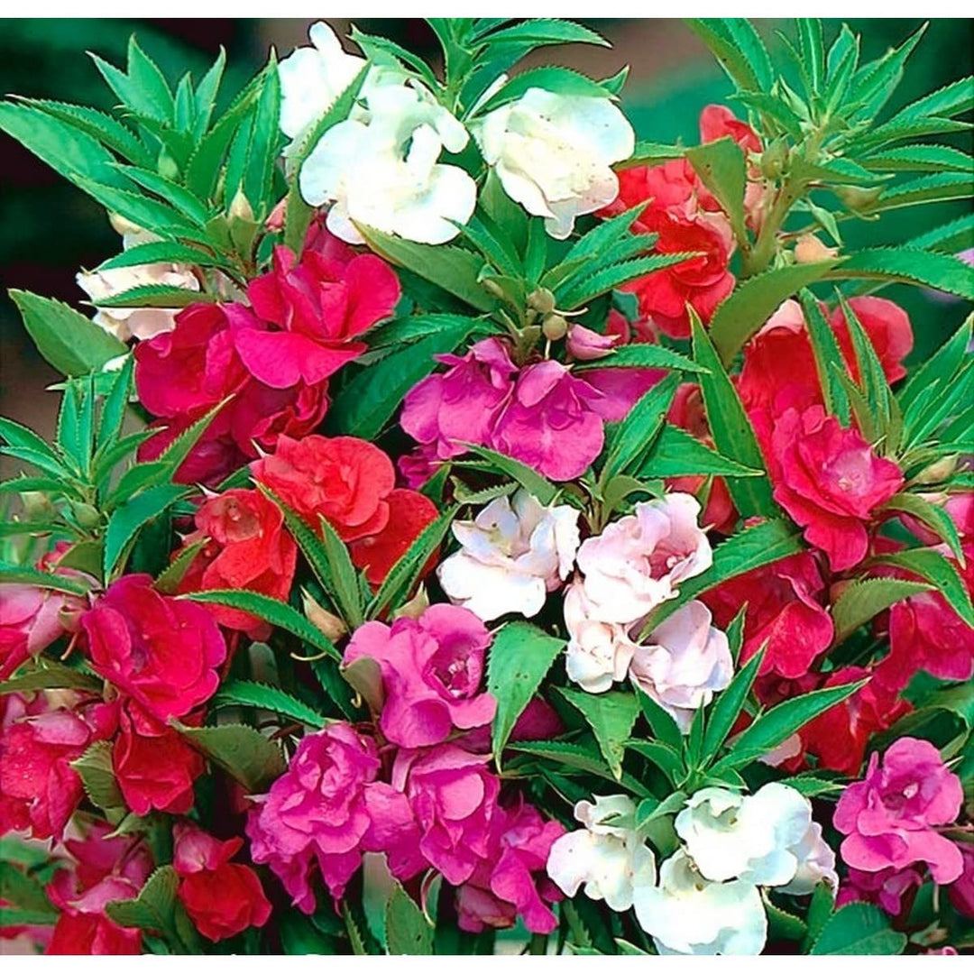 impatiens garden flower seeds