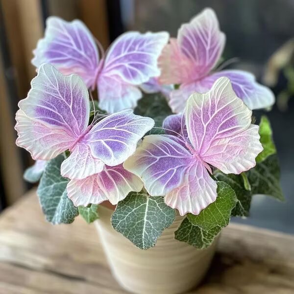 Pink Moonlight Butterfly Begonia Flower Seeds Heirloom Non-GMO High Germination Seeds