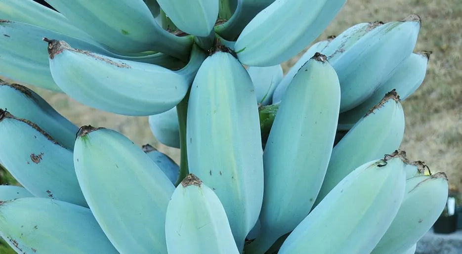 Bananfrugtfrø - Himmelblå sort til lyse haveblomster 100 stk