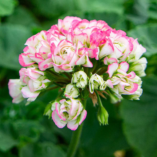 Geranium Pink White Flower Seeds for Planting 100 pcs