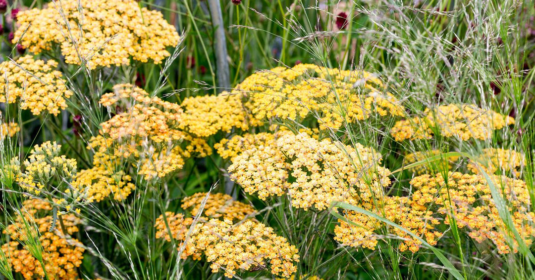 Heirloom Non-GMO Achillea Flower Seeds for Planting – Drought-Tolerant Medicinal & Ornamental Blooms