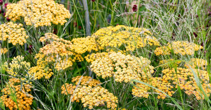 Heirloom Non-GMO Achillea Flower Seeds for Planting – Drought-Tolerant Medicinal & Ornamental Blooms