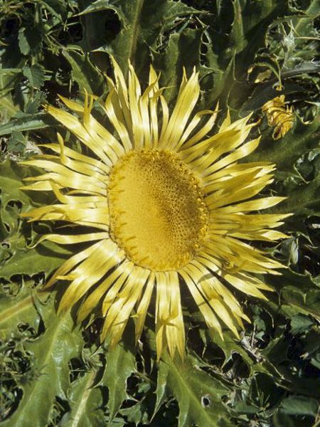 acanthifolia flower flower seeds