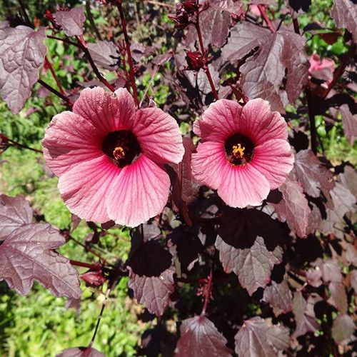 Hibiscus Acetosella Flower Seeds for Planting – Hierloom & Non-GMO  Garden Seeds