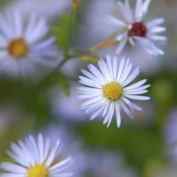 Heirloom Climbing Aster Flower Seeds for Planting - Non-GMO, High Germination Organic Perennial Garden Seeds