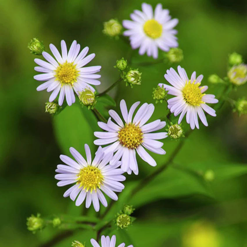 aster family plant clingy seeds Heirloom Climbing Aster Flower Seeds for Planting
