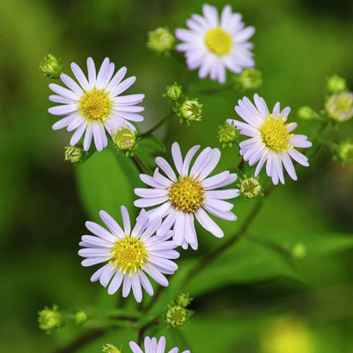 Heirloom Climbing Aster Flower Seeds for Planting - Non-GMO, High Germination Organic Perennial Garden Seeds