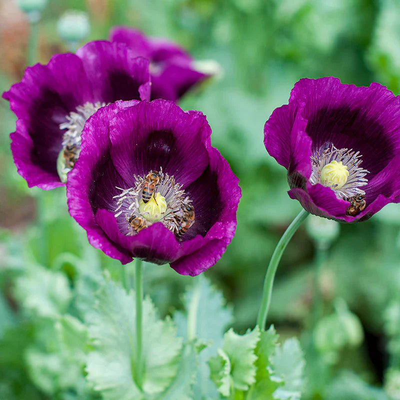 purple poppy flower seeds
