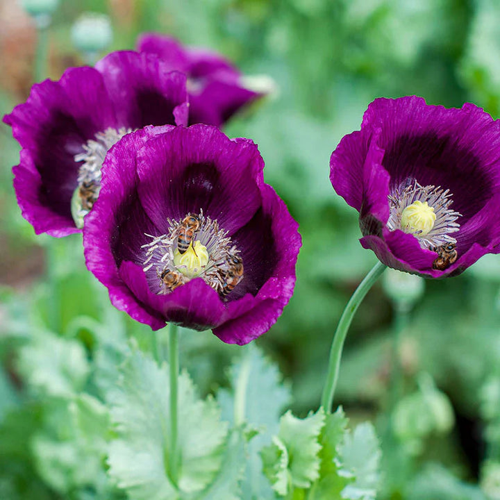 Purple Poppy Papaver Somniferum Flower For Planting Elegant Blooms For Pollinator Gardens