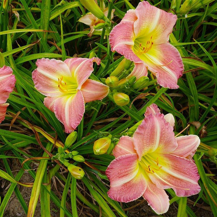 Daylily Flower Seeds for Planting 100 pcs – Heirloom, Non-GMO, High Germination Organic Garden Seeds