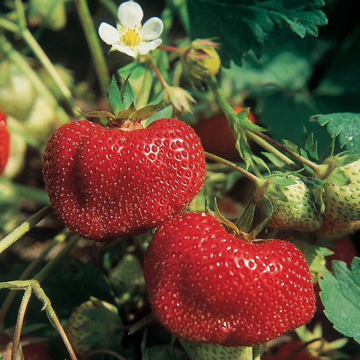 Vibrant Ozark Beauty Strawberry Seeds for Planting - Juicy, Sweet Berries for Home Garden