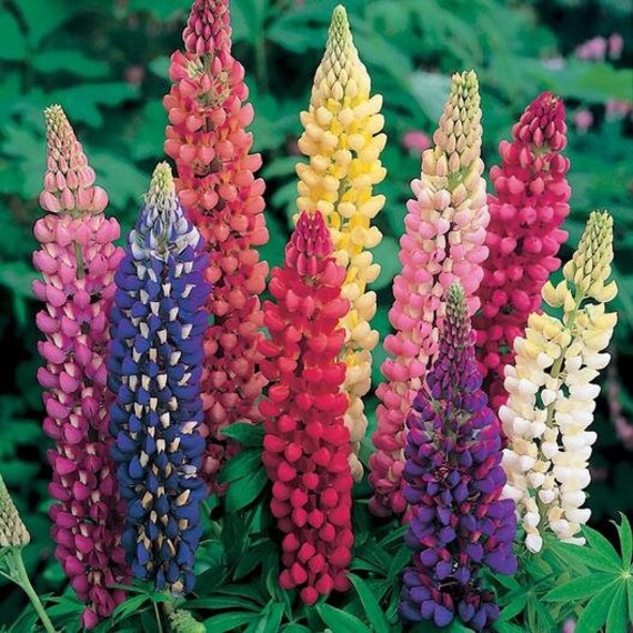 lupine colorful flower seeds