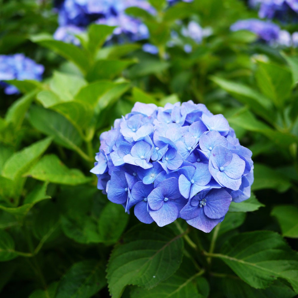 blue heirloom flower seeds