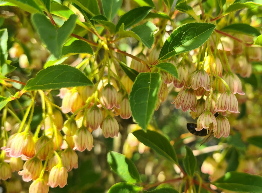 enkianthus campanulatus flower seeds