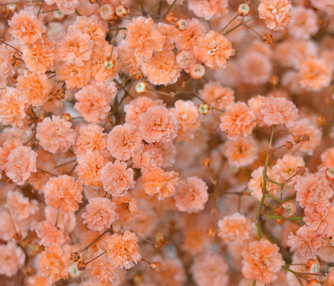 Heirloom Gypsophila Orange Flower Seeds, Non-GMO Delicate Blooms for Planting