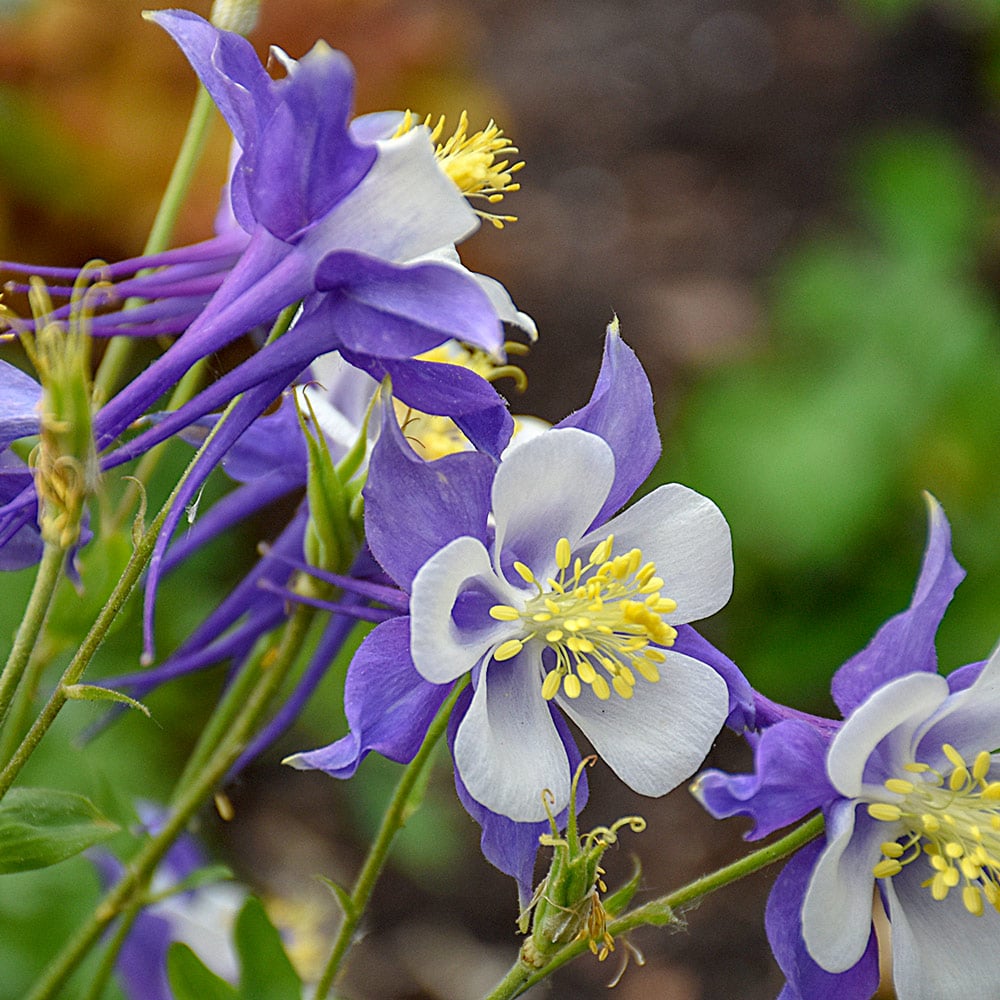 Aquilegia blomsterfrø til plantning, arvestykke, ikke-GMO, 100 stk.