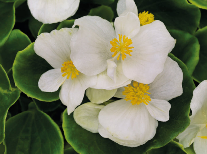 Begonia hvide blomsterfrø til plantning - 100 stk