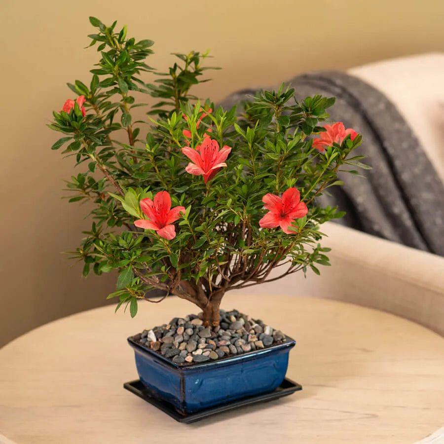 Exotenherz Bonsai Rhododendron Azálea Fonott Törzses (Rhododendron Exotenherz Bonsai Rhododendron Azálea Fonott Törzses (Rhododendron