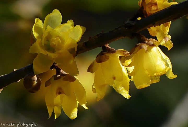 Yellow Chimonanthus Flower Seeds for Planting, 100 pcs