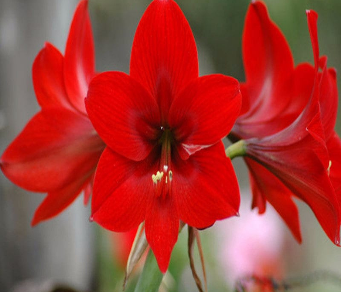 Heirloom Pink Amaryllis Flower Seeds for Planting - Non-GMO, High Germination Organic Large Blooming Garden Seeds