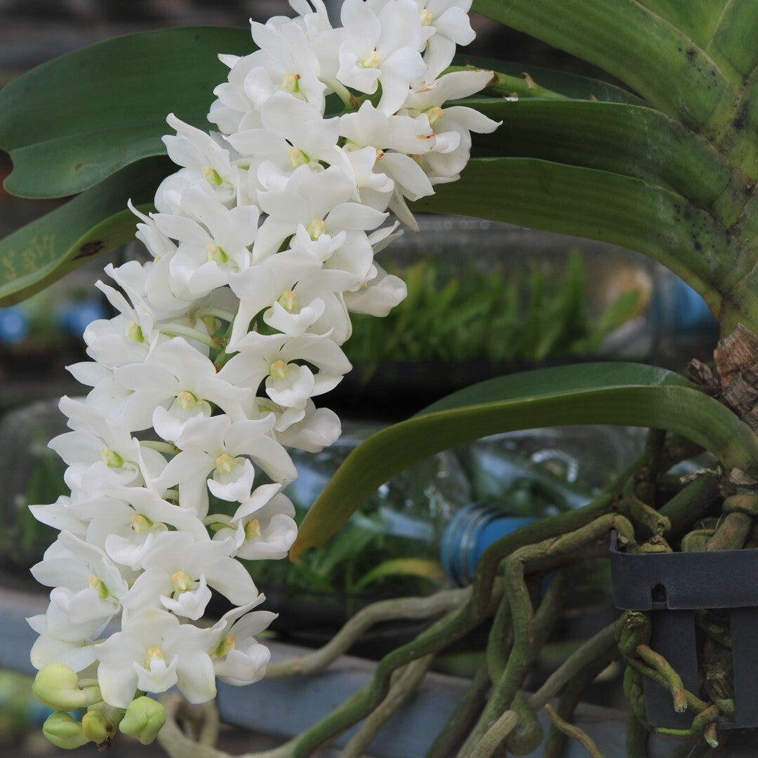 heirloom rhynchostylis flower seeds