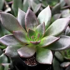black succulent flower seeds
